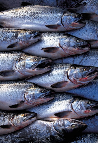 Cold water fish like salmon are a good source of omega-3 fat. 